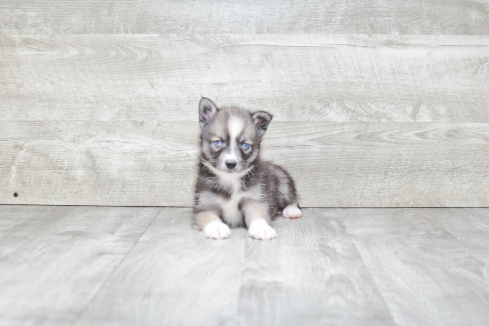 Best Pomsky Baby