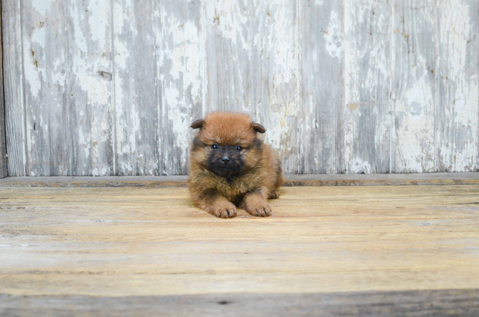 Pomeranian Pup Being Cute