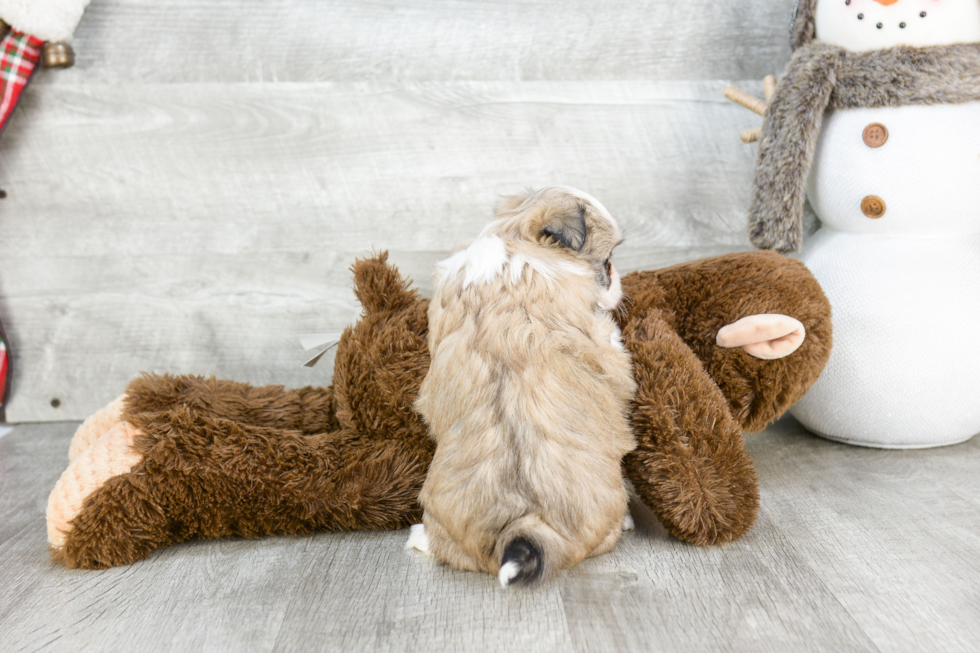 Havanese Pup Being Cute