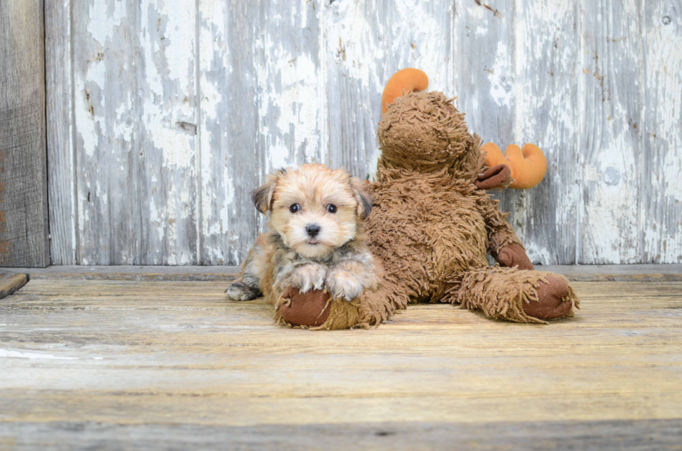 Playful Yorkie Designer Puppy