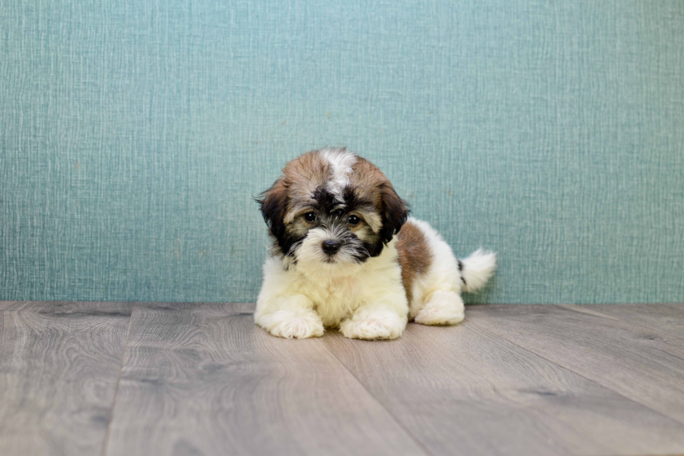 Cute Havanese Purebred Puppy