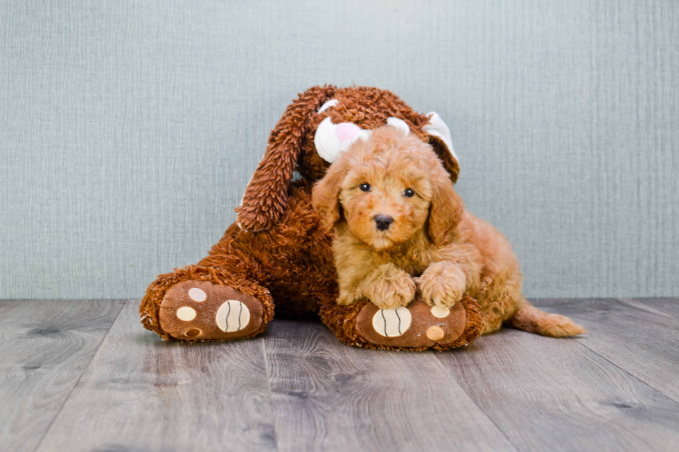 Mini Goldendoodle Puppy for Adoption