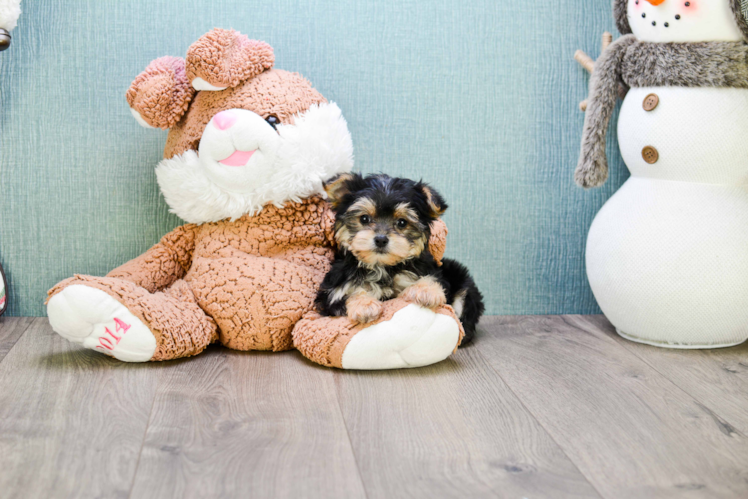 Friendly Morkie Baby