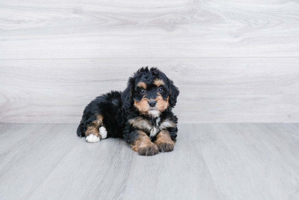 Mini Bernedoodle Pup Being Cute