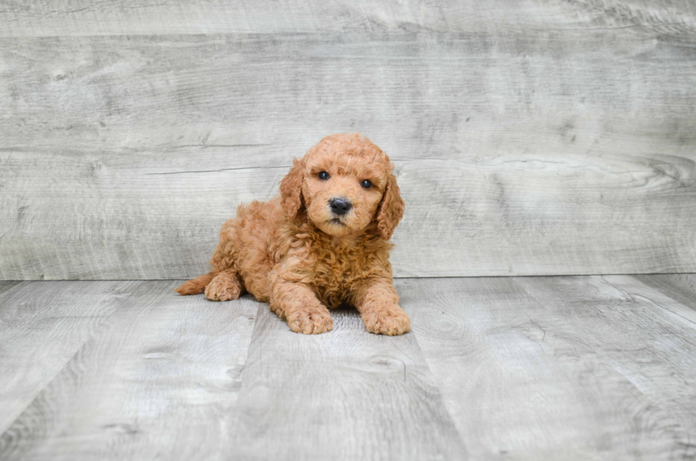 Best Mini Goldendoodle Baby