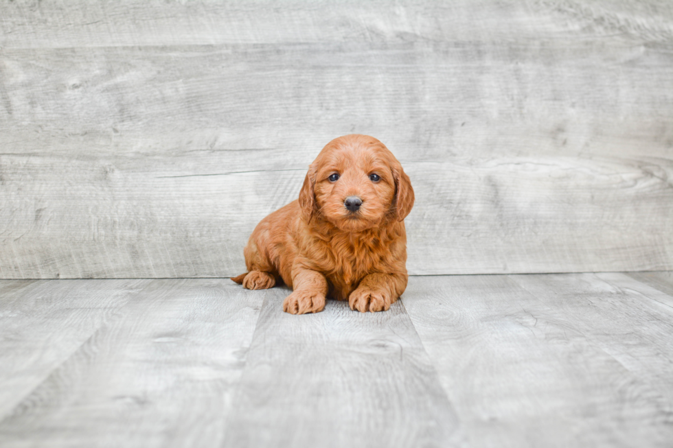 Best Mini Goldendoodle Baby