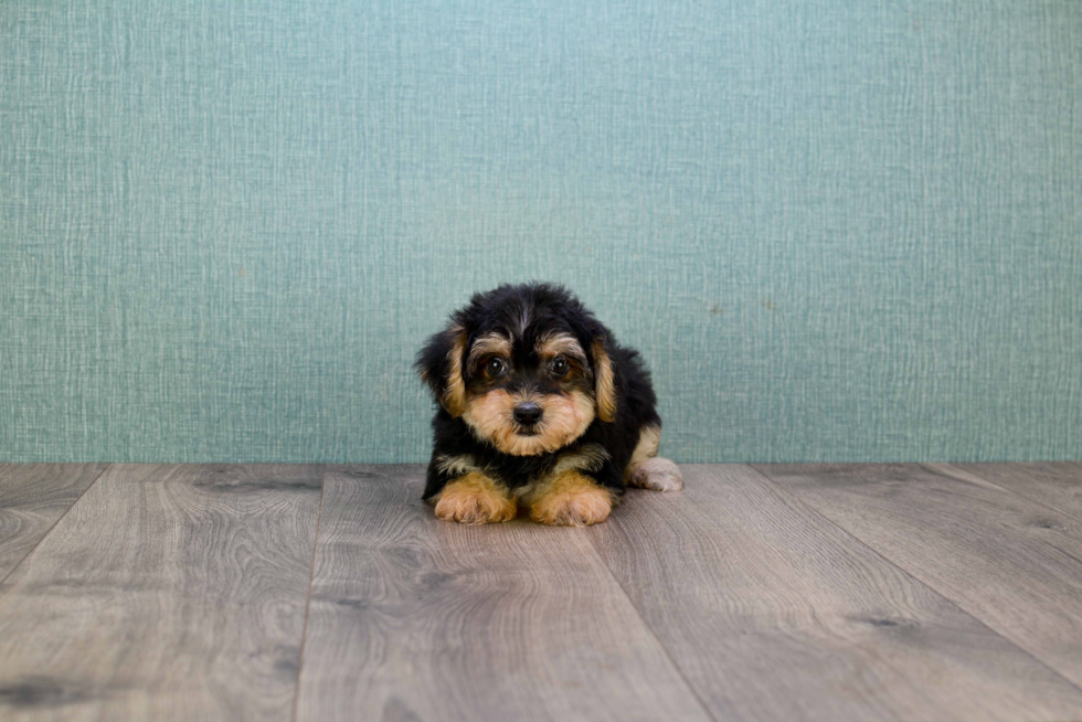 Hypoallergenic Yorkie Doodle Poodle Mix Puppy