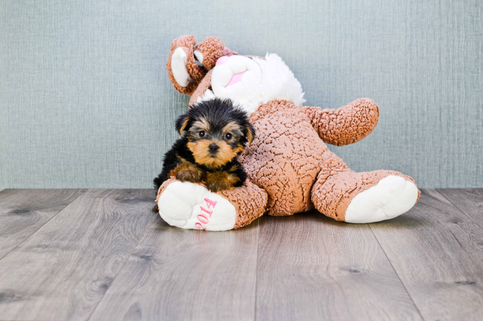 Meet Nugget - our Yorkshire Terrier Puppy Photo 