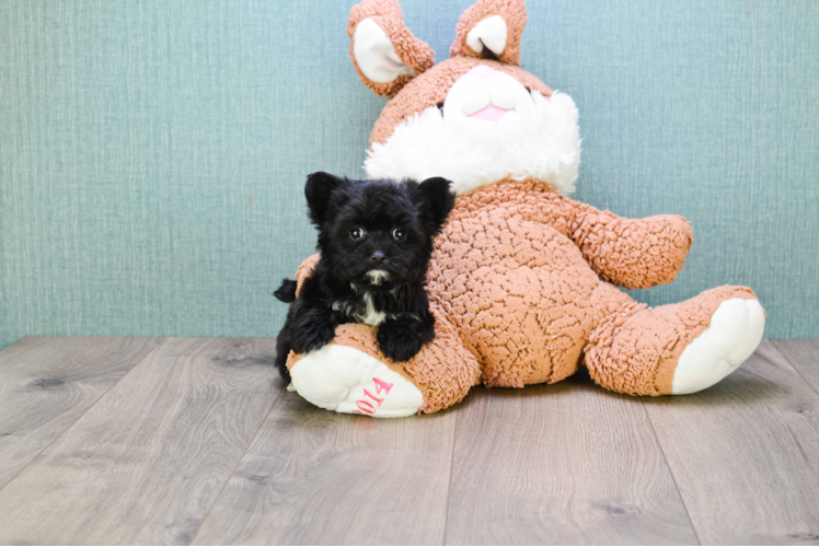 Morkie Pup Being Cute