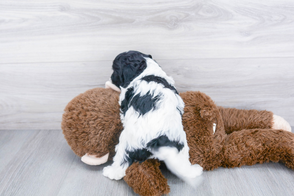 Little Cavoodle Poodle Mix Puppy