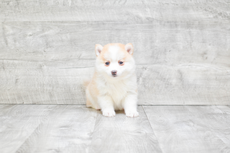 Pomsky Pup Being Cute