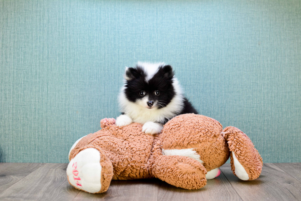 Pomeranian Pup Being Cute