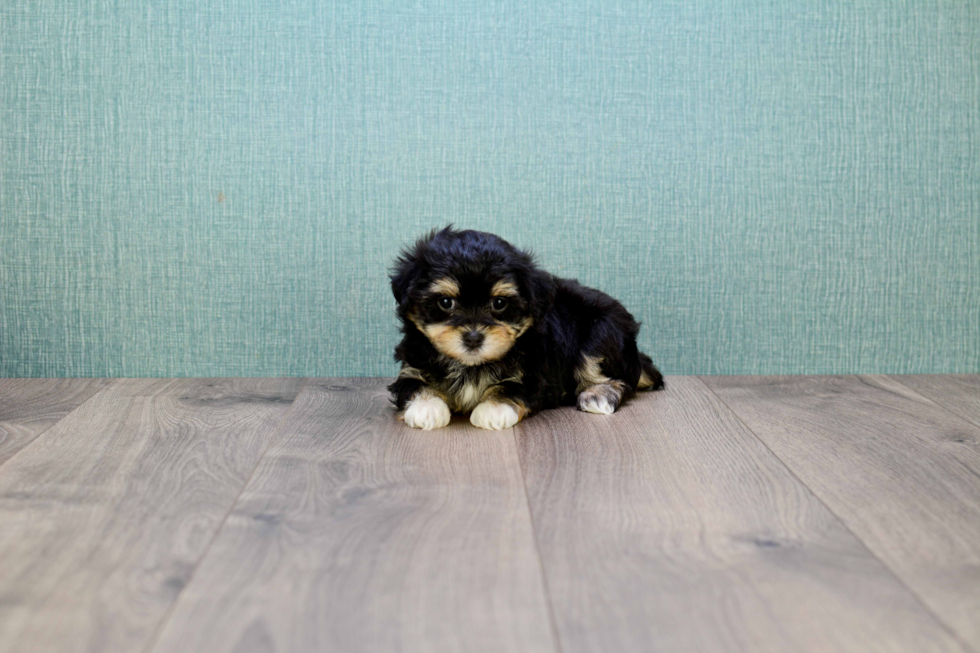 Small Morkie Baby