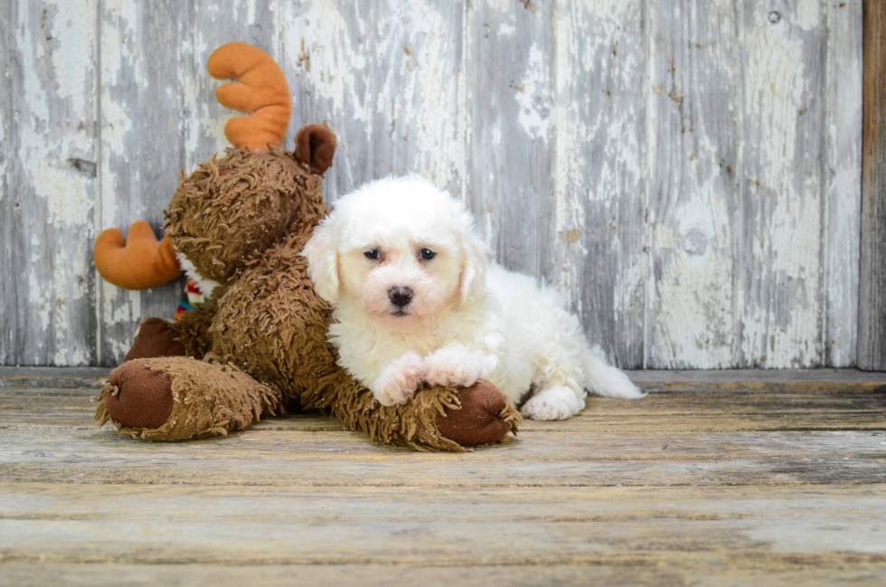 Bichon Frise Pup Being Cute