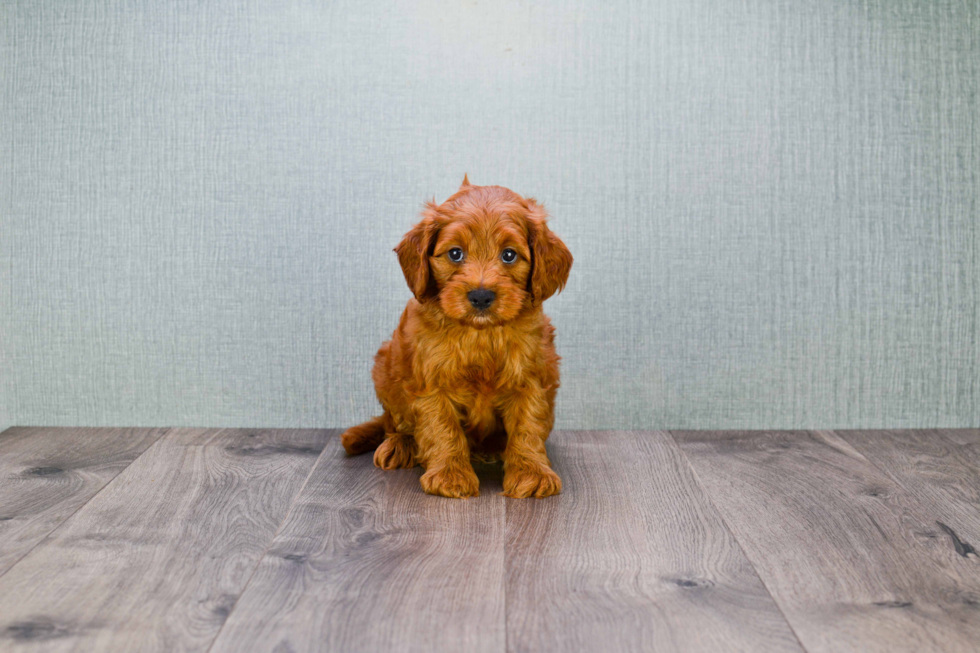 Mini Goldendoodle Pup Being Cute