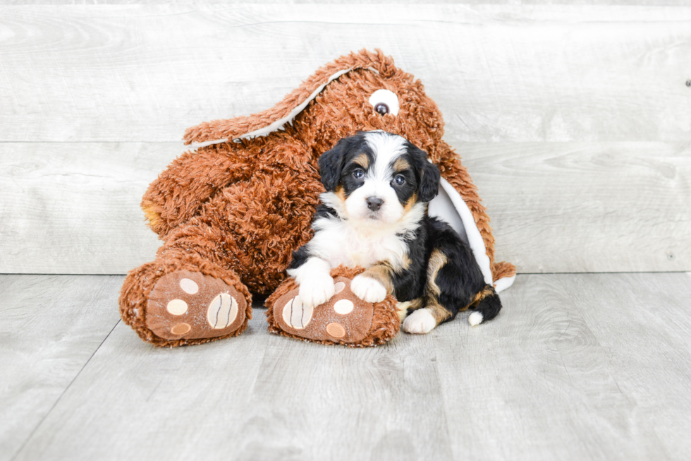 Hypoallergenic Mini Berniedoodle Poodle Mix Puppy