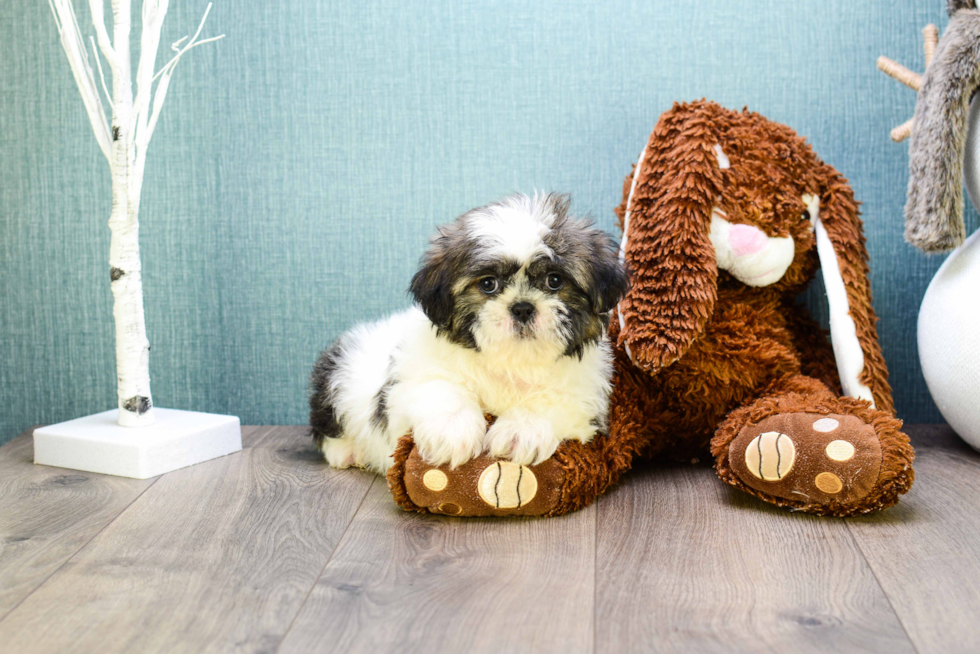 Teddy Bear Pup Being Cute
