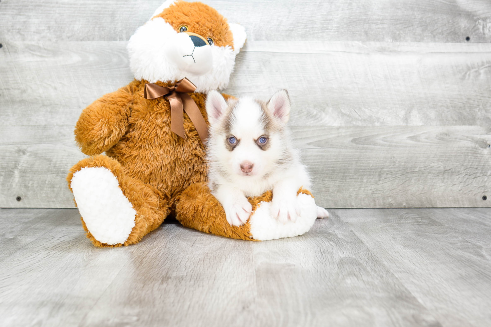 Pomsky Puppy for Adoption