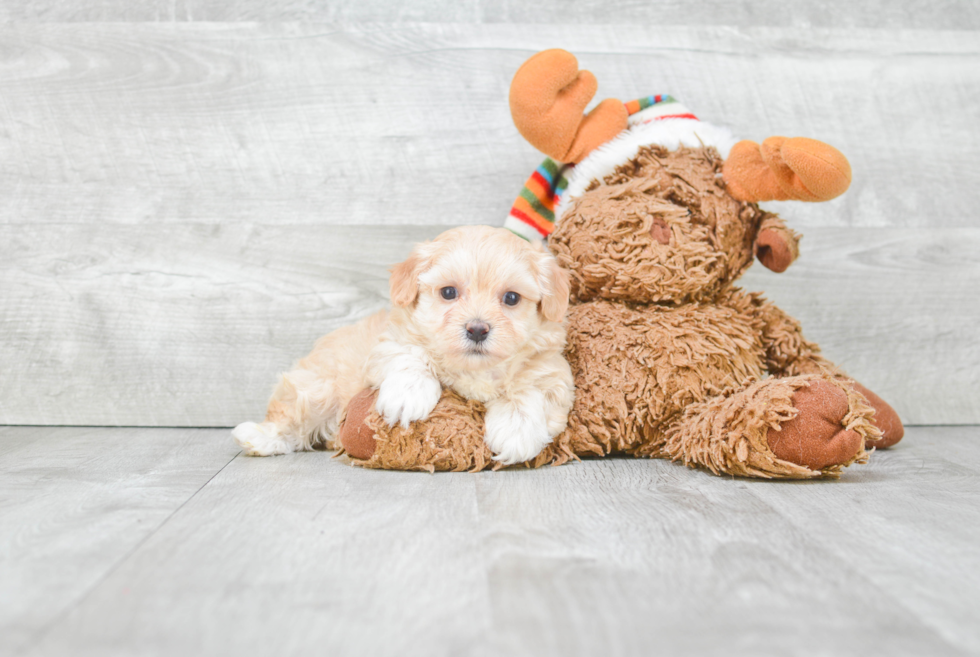 Maltipoo Pup Being Cute