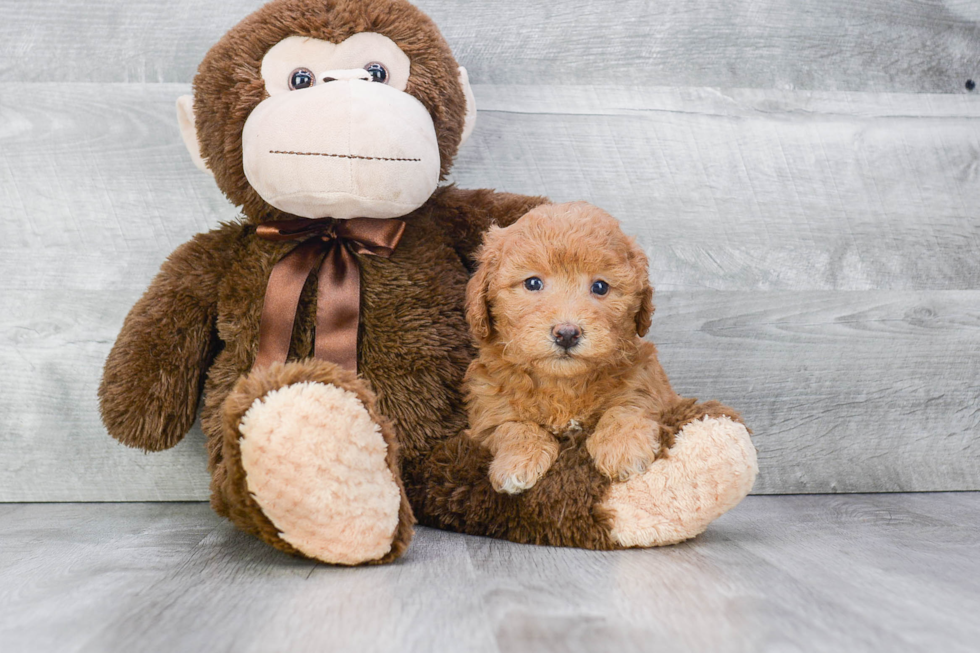 Cute Cavapoo Baby