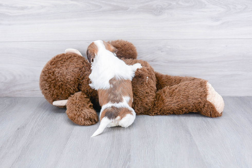 Best Teddy Bear Baby