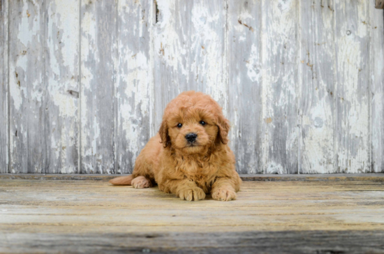 Small Mini Goldendoodle Baby