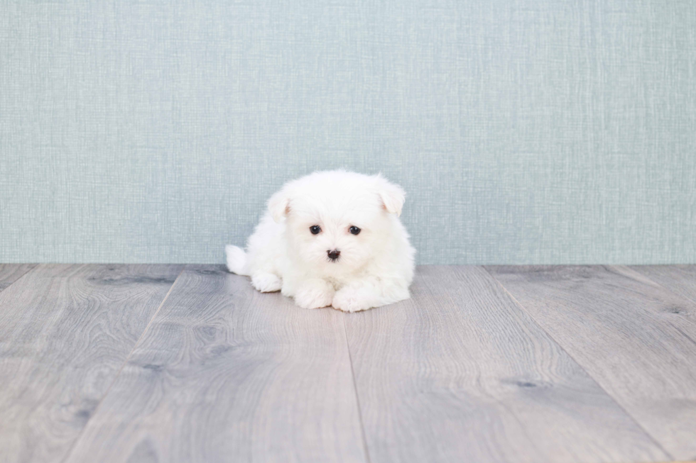 Playful Maltese Baby