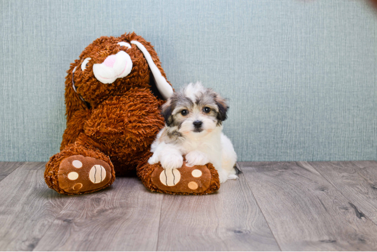 Friendly Teddy Bear Baby