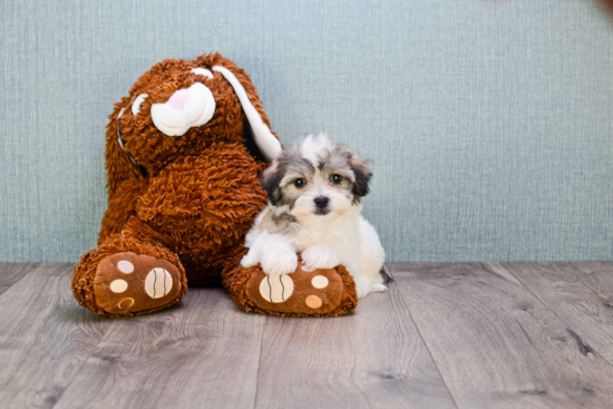 Friendly Teddy Bear Baby