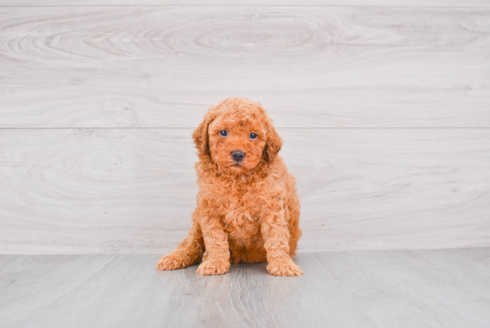 Sweet Mini Goldendoodle Baby