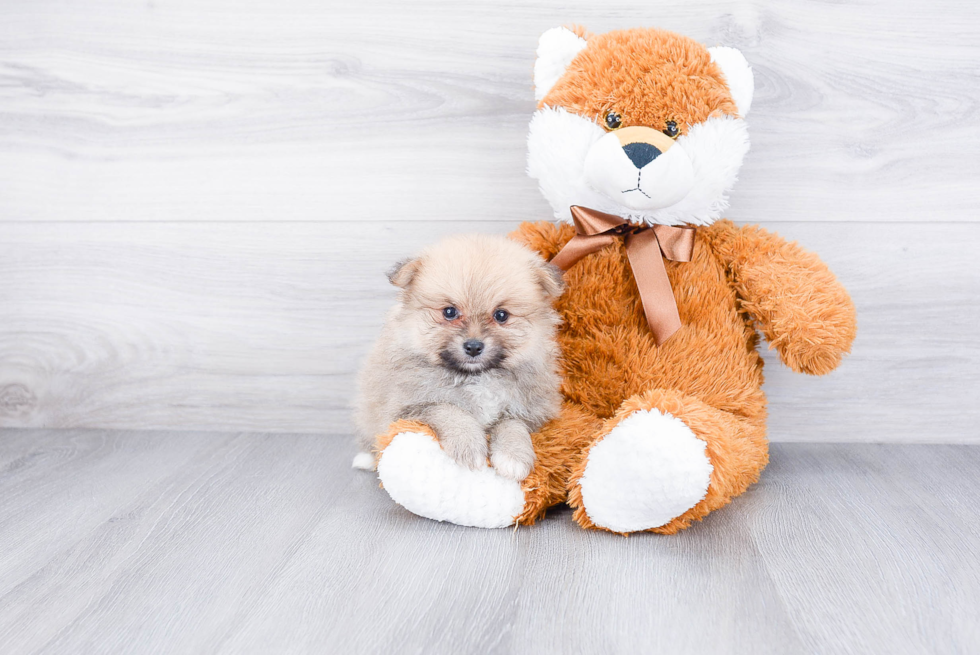 Pomeranian Puppy for Adoption