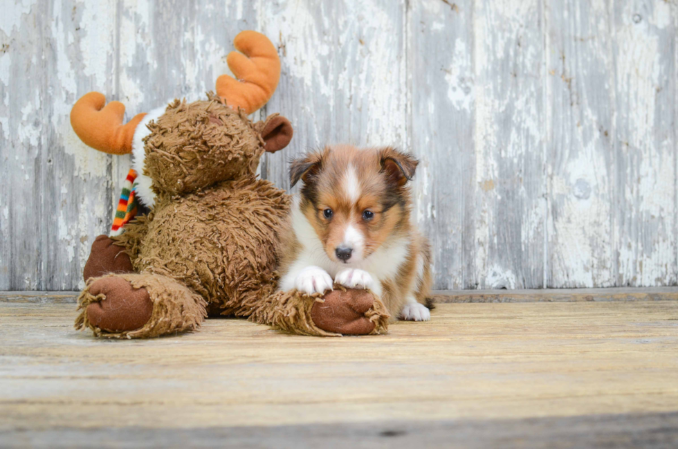 Cute Sheltie Mix Pup