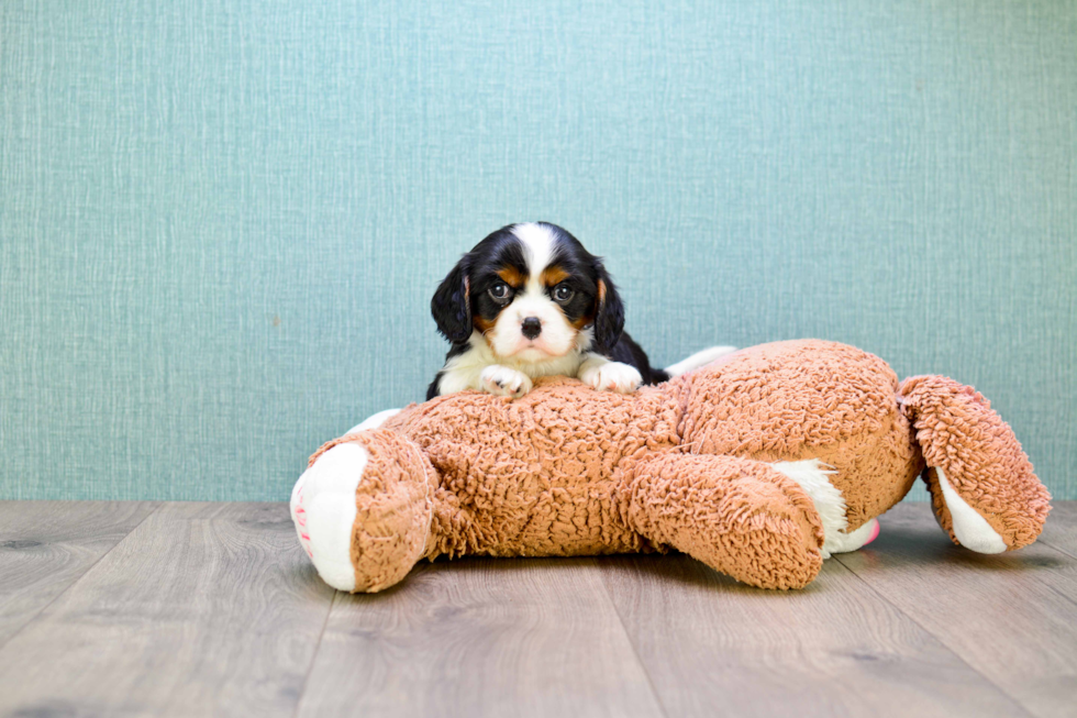 Cavalier King Charles Spaniel Puppy for Adoption