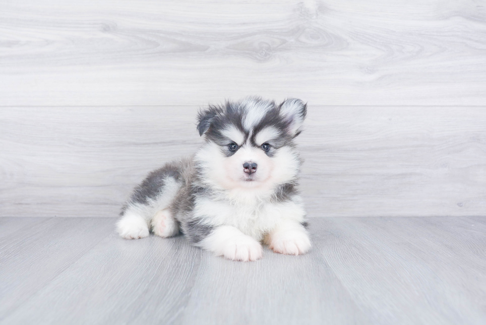 Pomsky Pup Being Cute