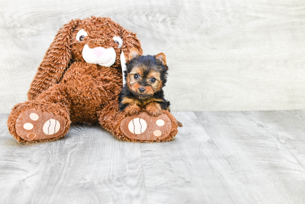 Meet Victoria - our Yorkshire Terrier Puppy Photo 