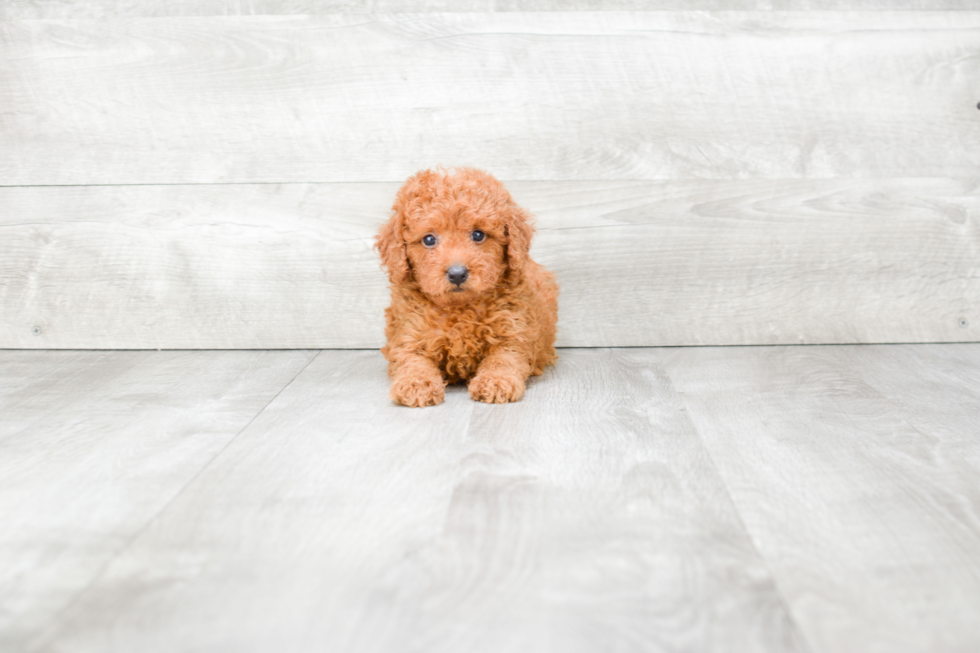 Smart Mini Goldendoodle Poodle Mix Pup