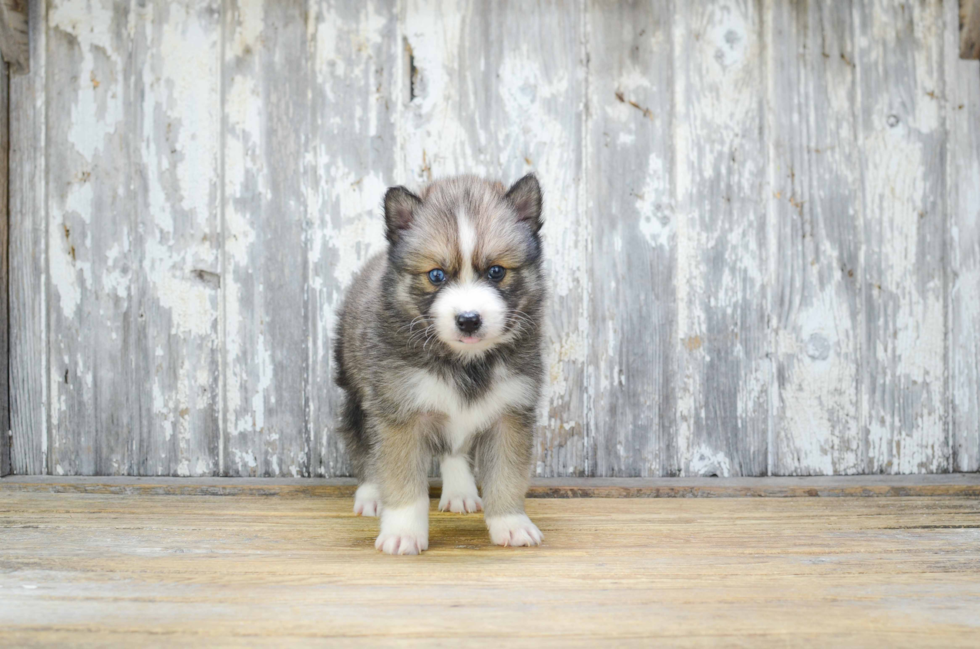 Adorable Mini Husky Designer Puppy