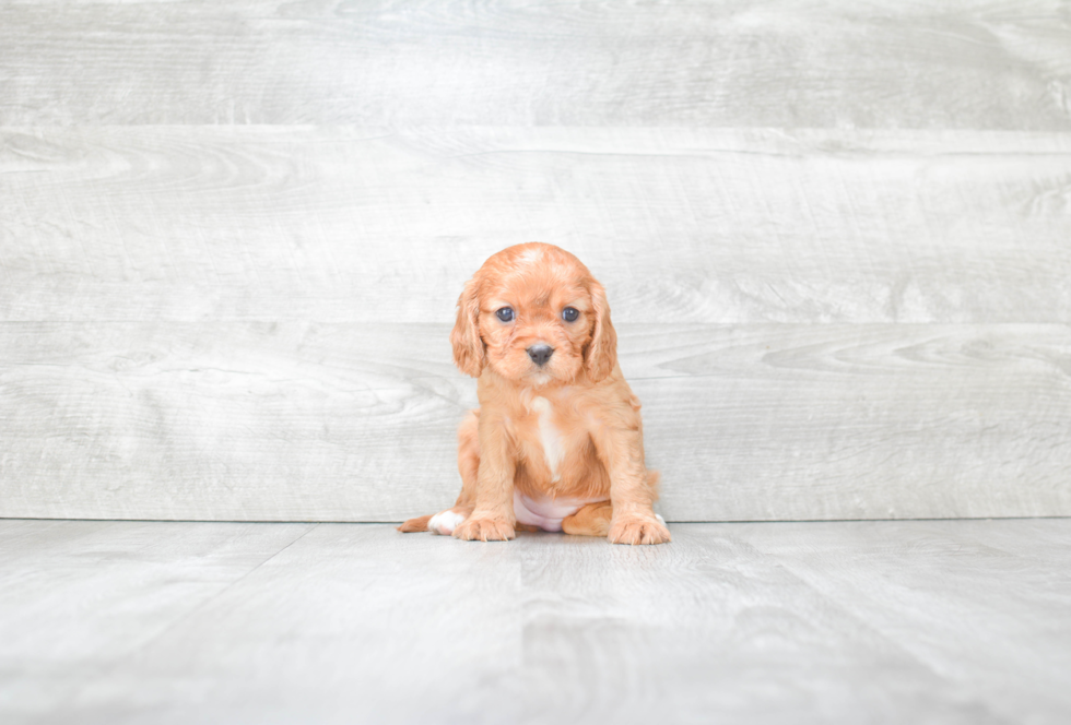 Cute Cavapoo Baby