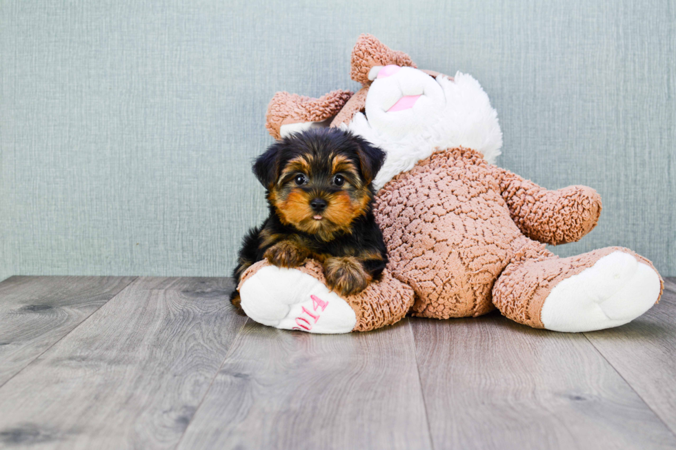 Meet Goldie - our Yorkshire Terrier Puppy Photo 