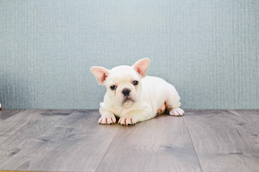 Playful French Bulldog Baby