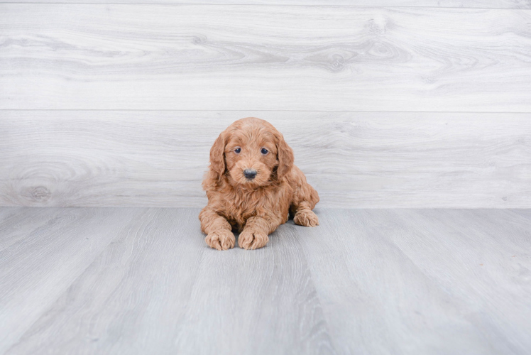 Mini Goldendoodle Puppy for Adoption