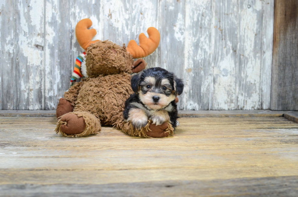 Hypoallergenic Yorkie Designer Puppy