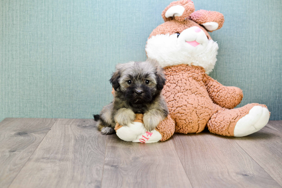 Havanese Puppy for Adoption