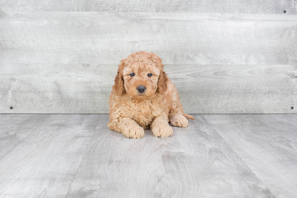 Mini Goldendoodle Pup Being Cute