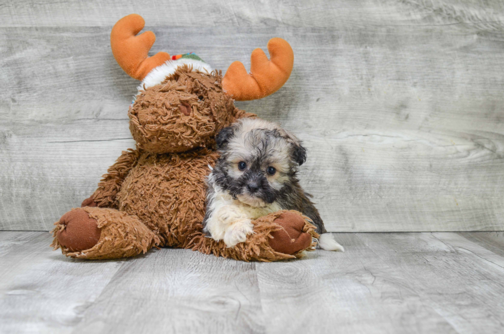 Friendly Havanese Baby