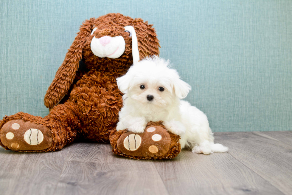 Funny Maltese Purebred Pup