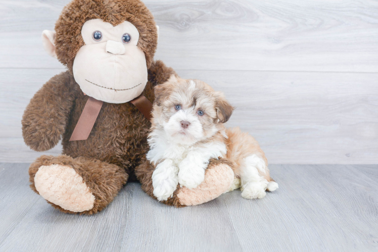 Petite Havanese Purebred Puppy