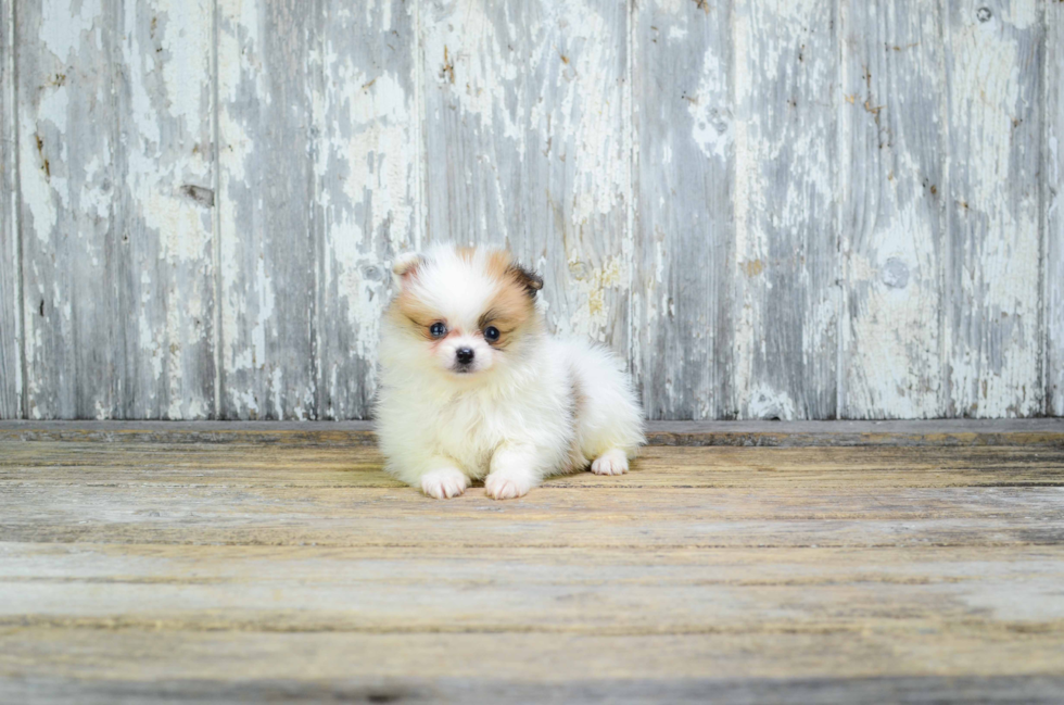 Friendly Pomeranian Purebred Pup