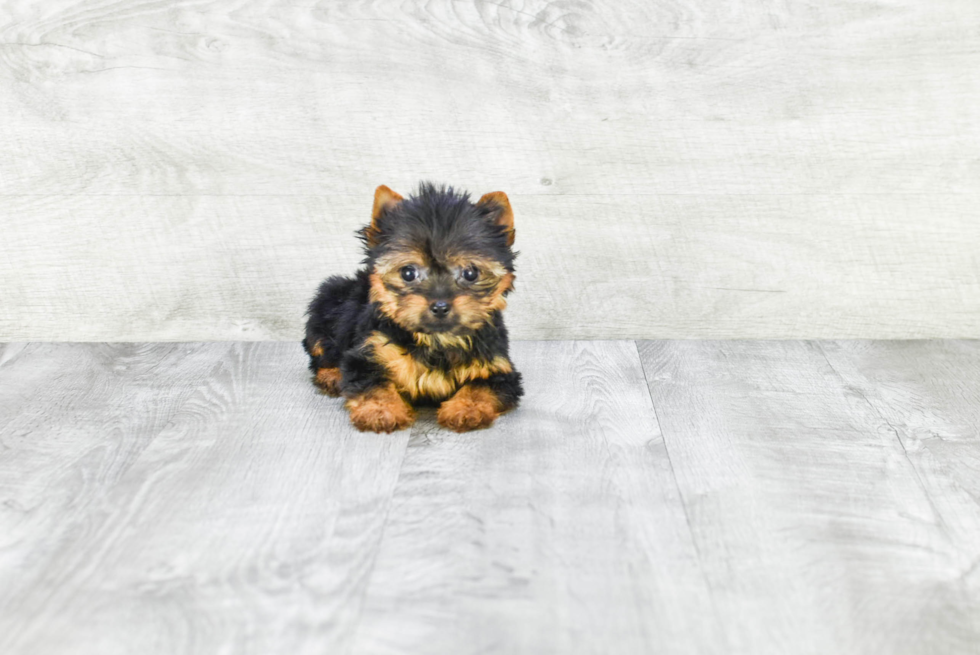 Meet Tinkerbell - our Yorkshire Terrier Puppy Photo 