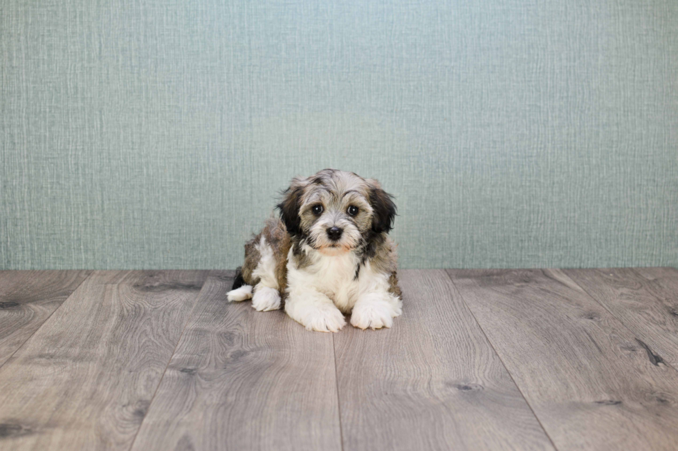 Smart Havanese Purebred Puppy